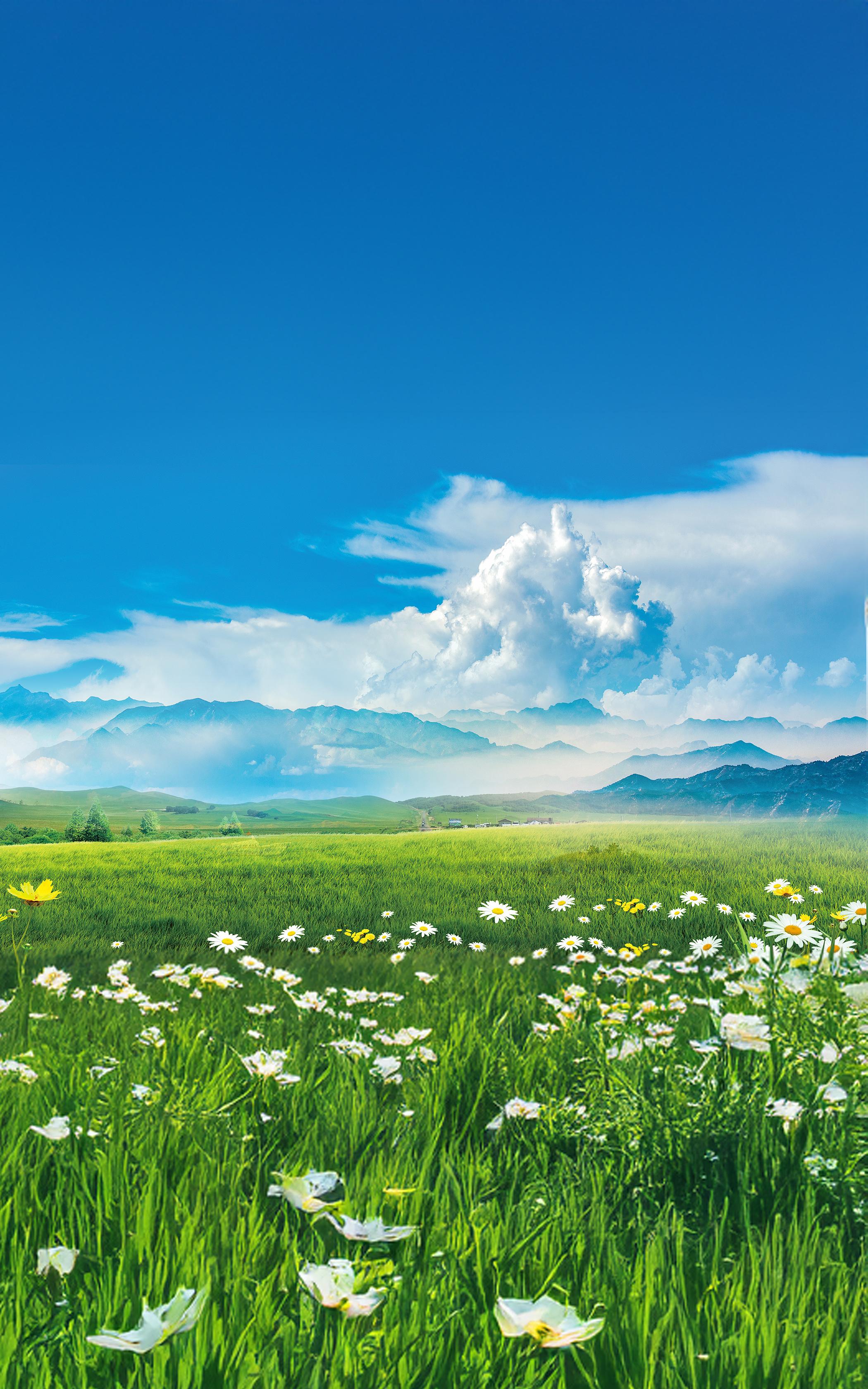 Sunny Meadow Bloom