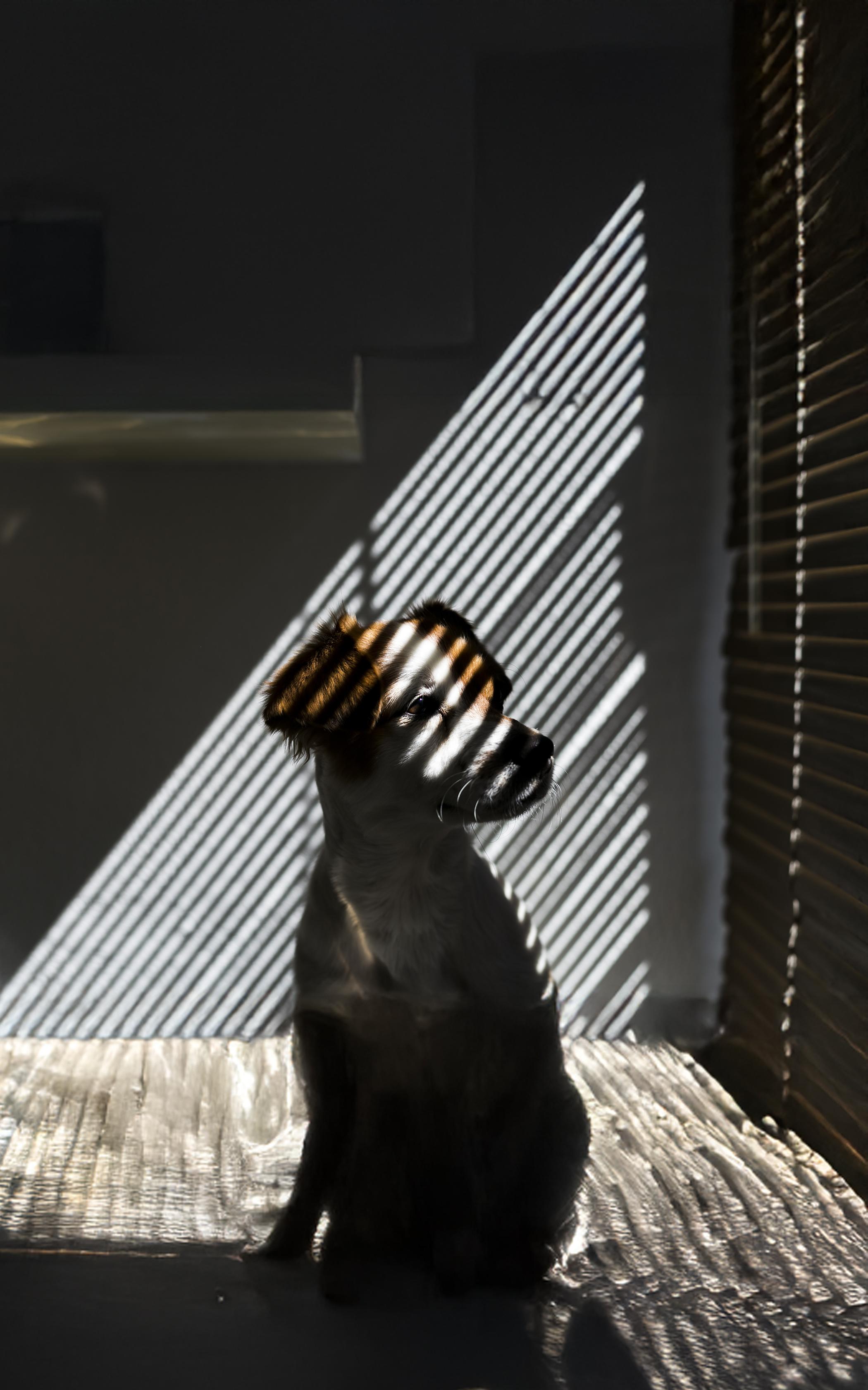 Striped Shadow Portrait
