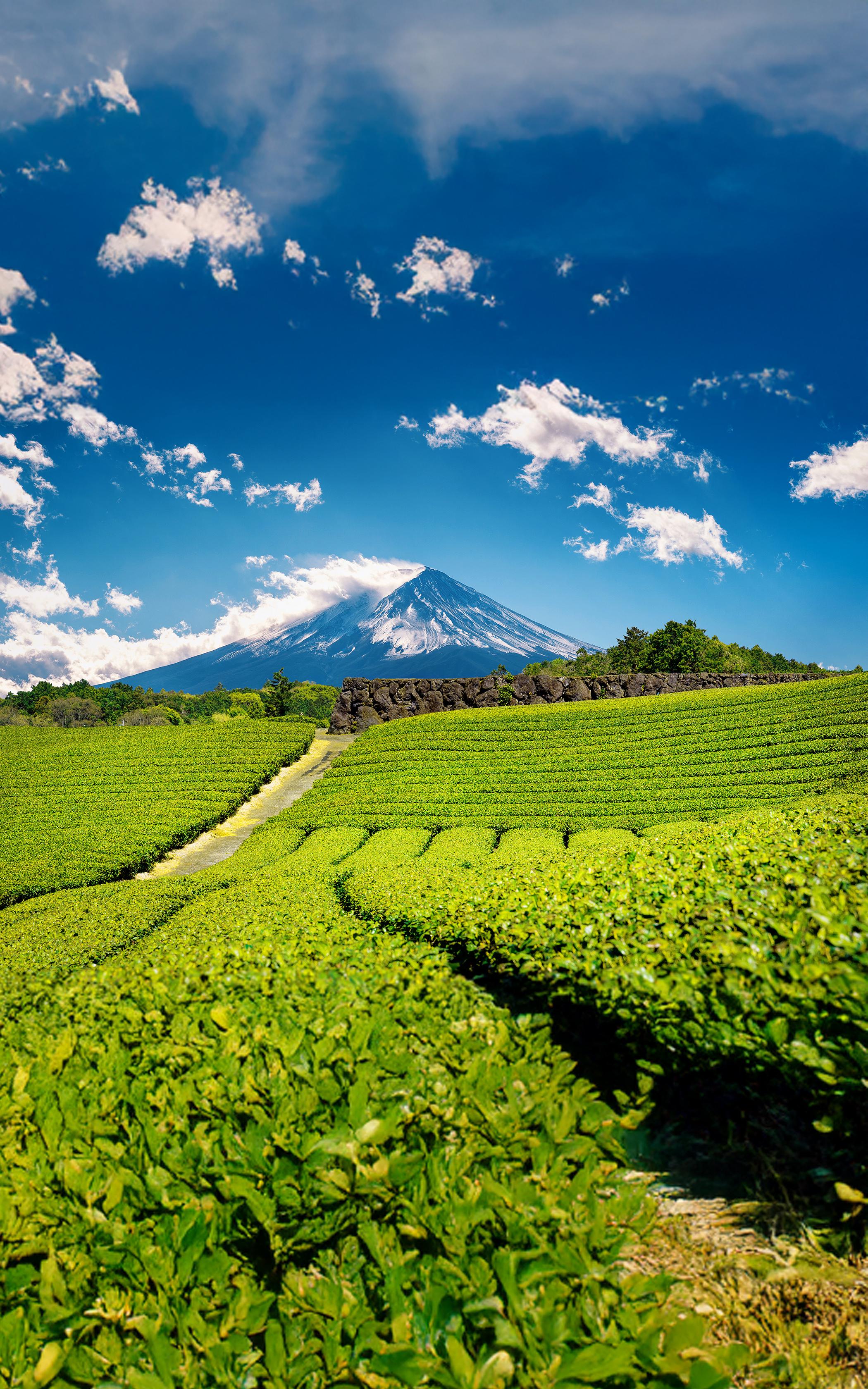Serene Tea Fields