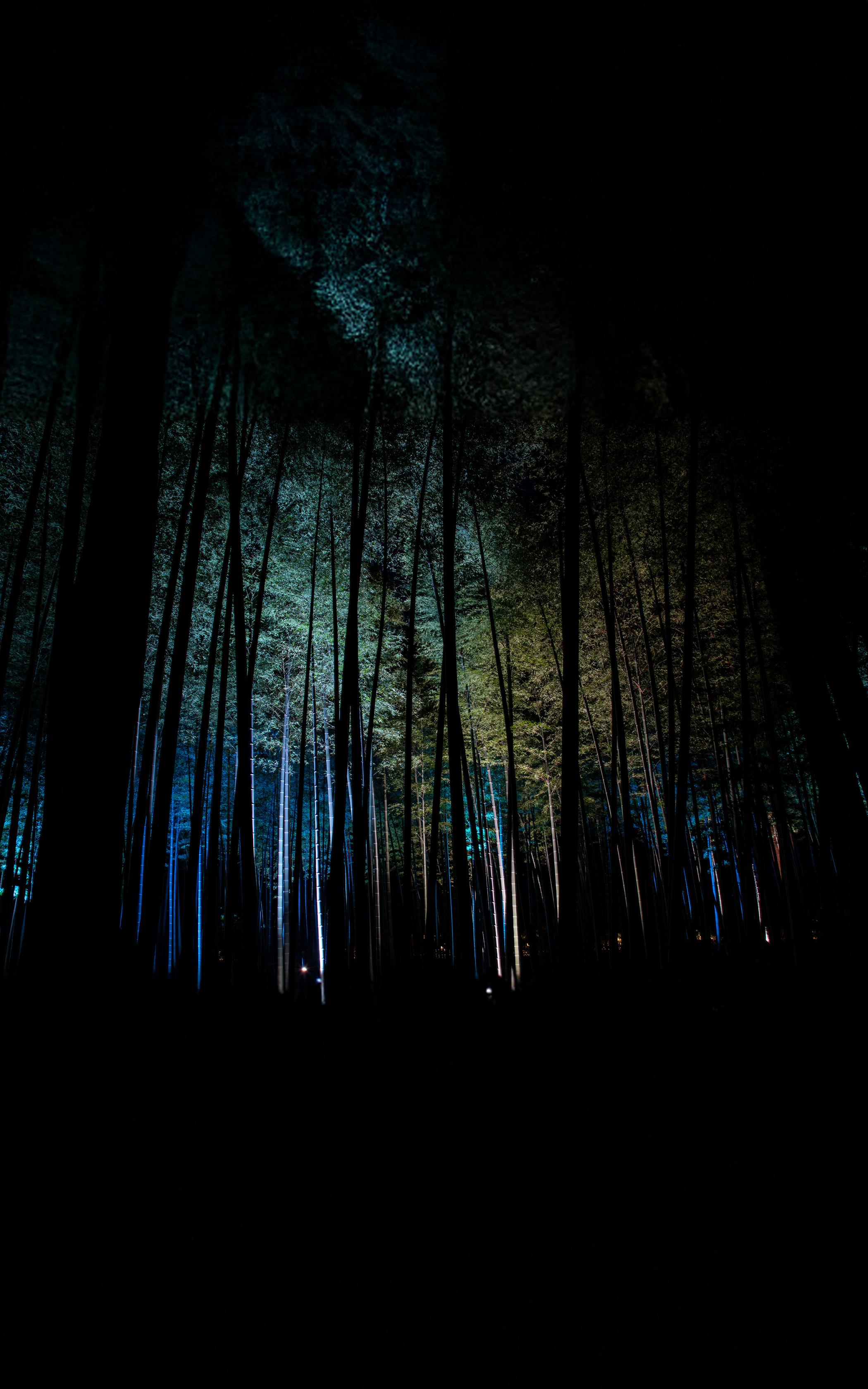Enchanted Bamboo Glow