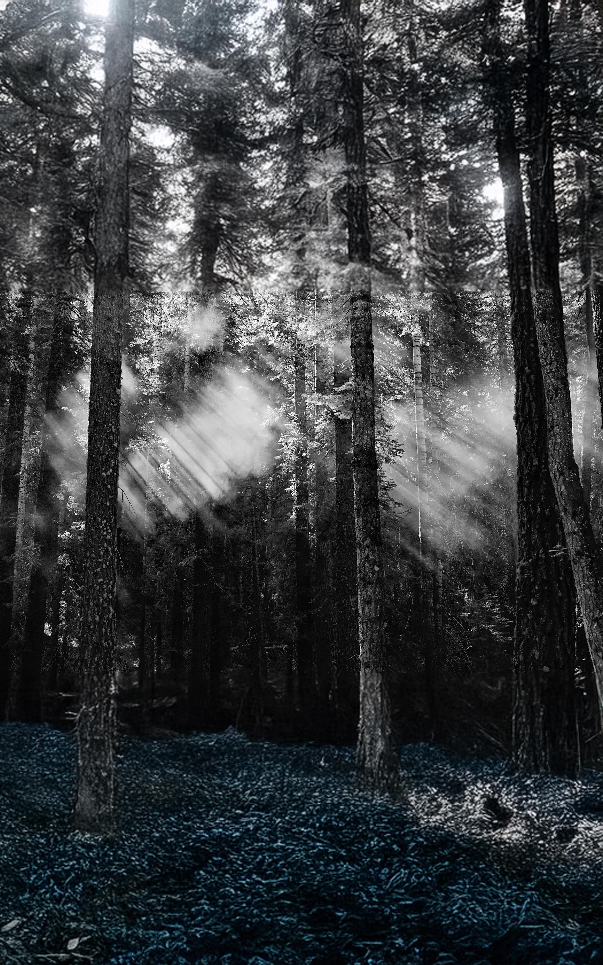 Ethereal Forest Glow
